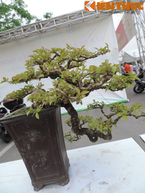 Da mat voi loat bonsai mini sieu dep o Ha Noi-Hinh-3